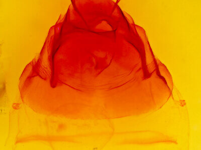 genitalia view of adult Ianassa perangulata