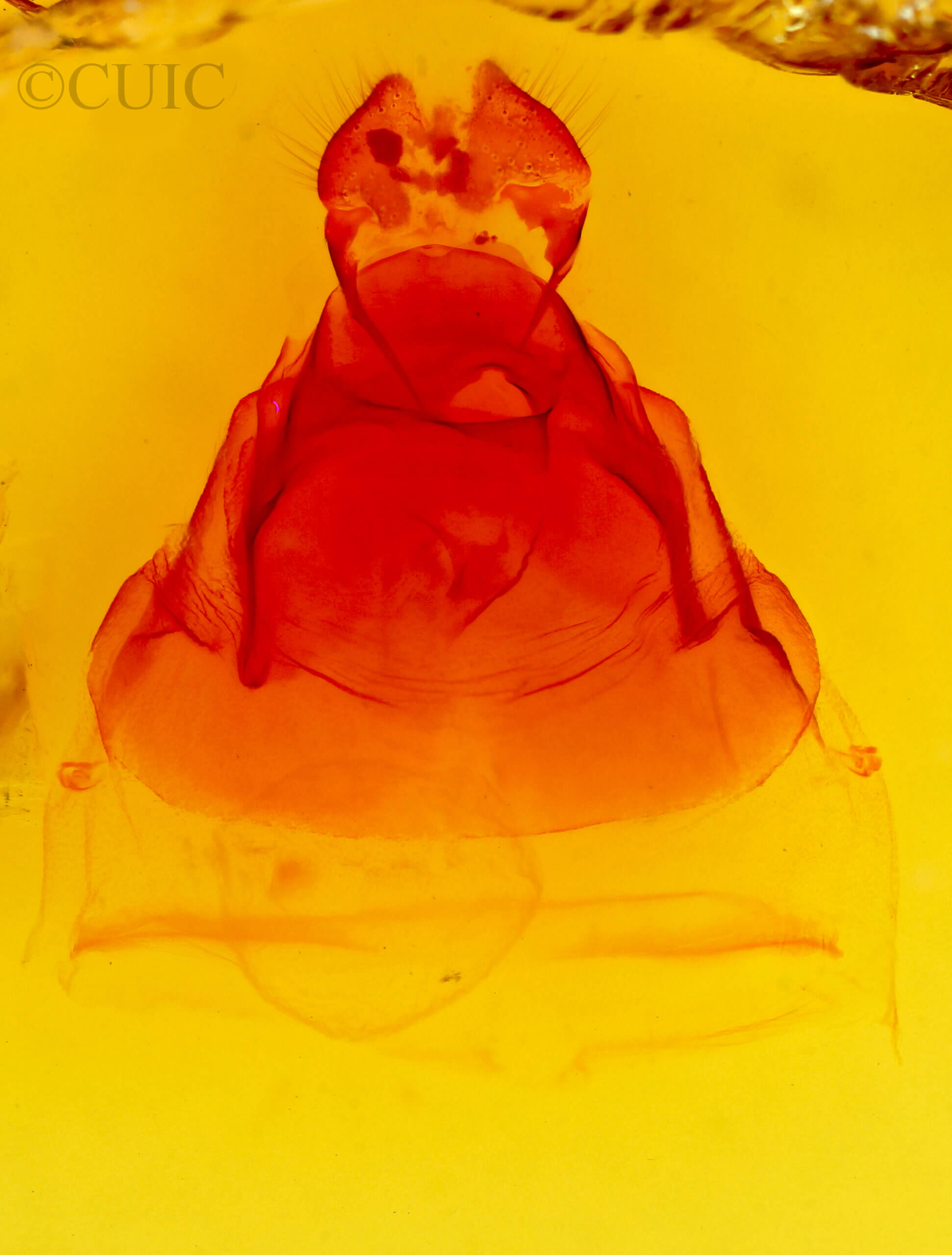 genitalia view of adult Ianassa perangulata