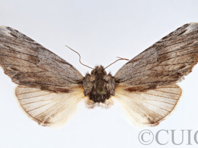 slide view of adult Ianassa perangulata