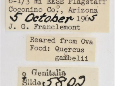 label view of adult Ianassa perangulata