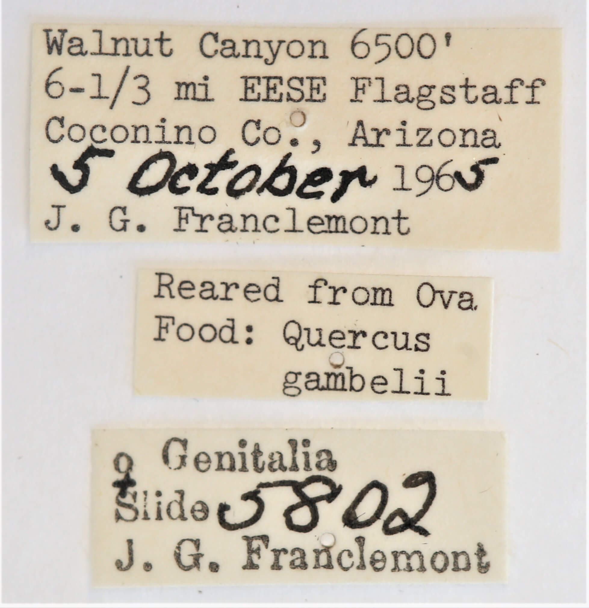 label view of adult Ianassa perangulata