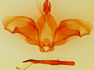 genitalia view of adult Ianassa coloradensis