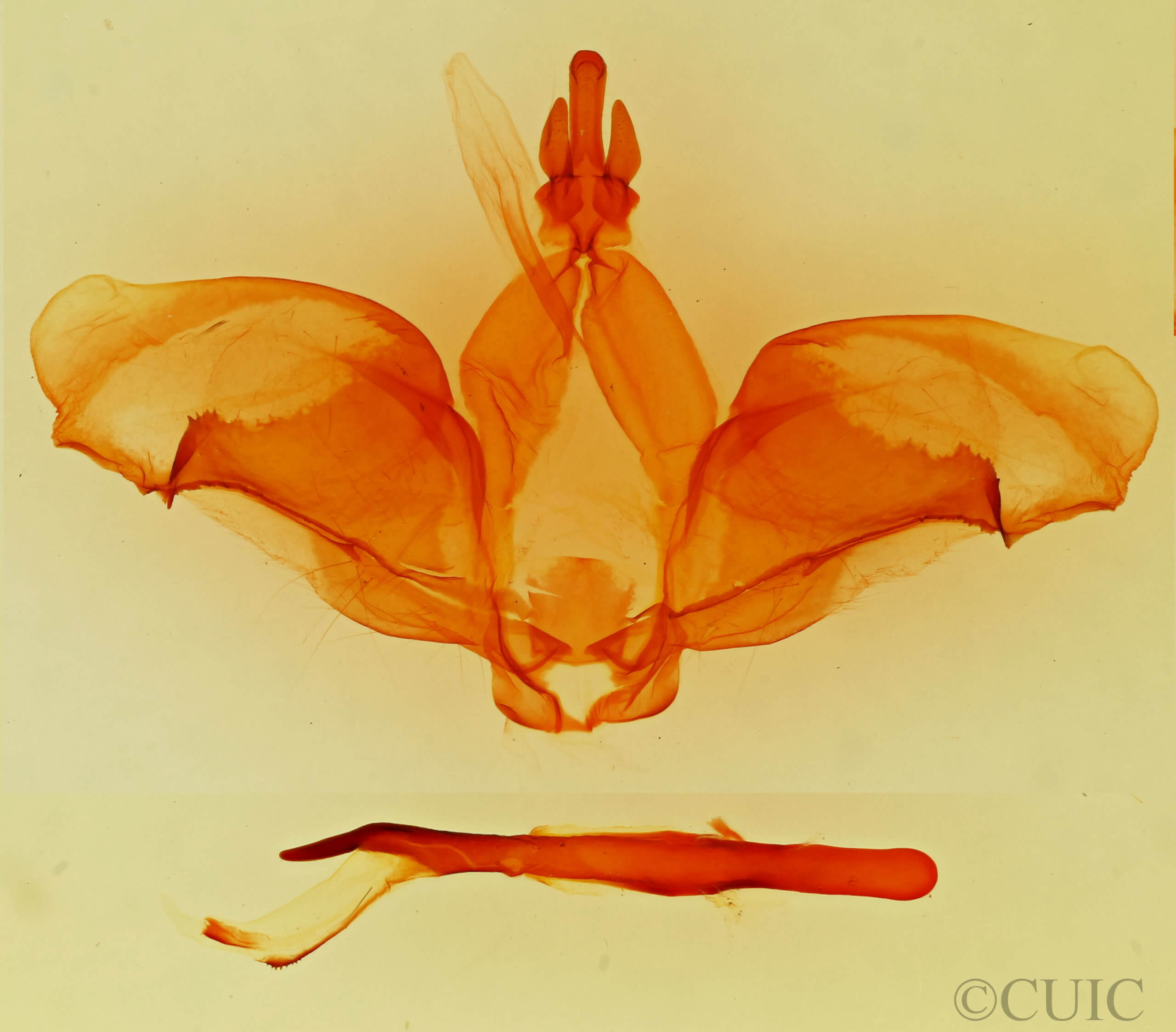 genitalia view of adult Ianassa coloradensis