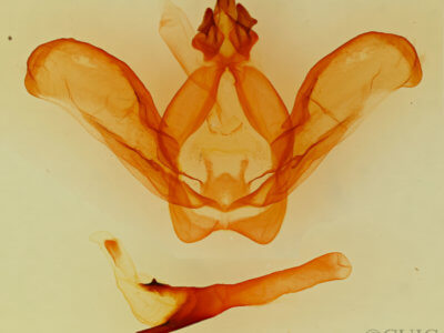genitalia view of adult Ianassa diablo