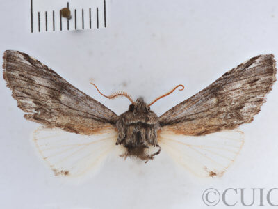 slide view of adult Ianassa diablo