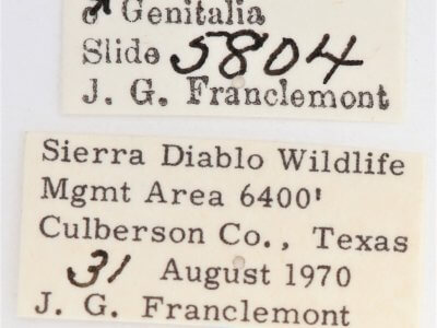 label view of adult Ianassa diablo