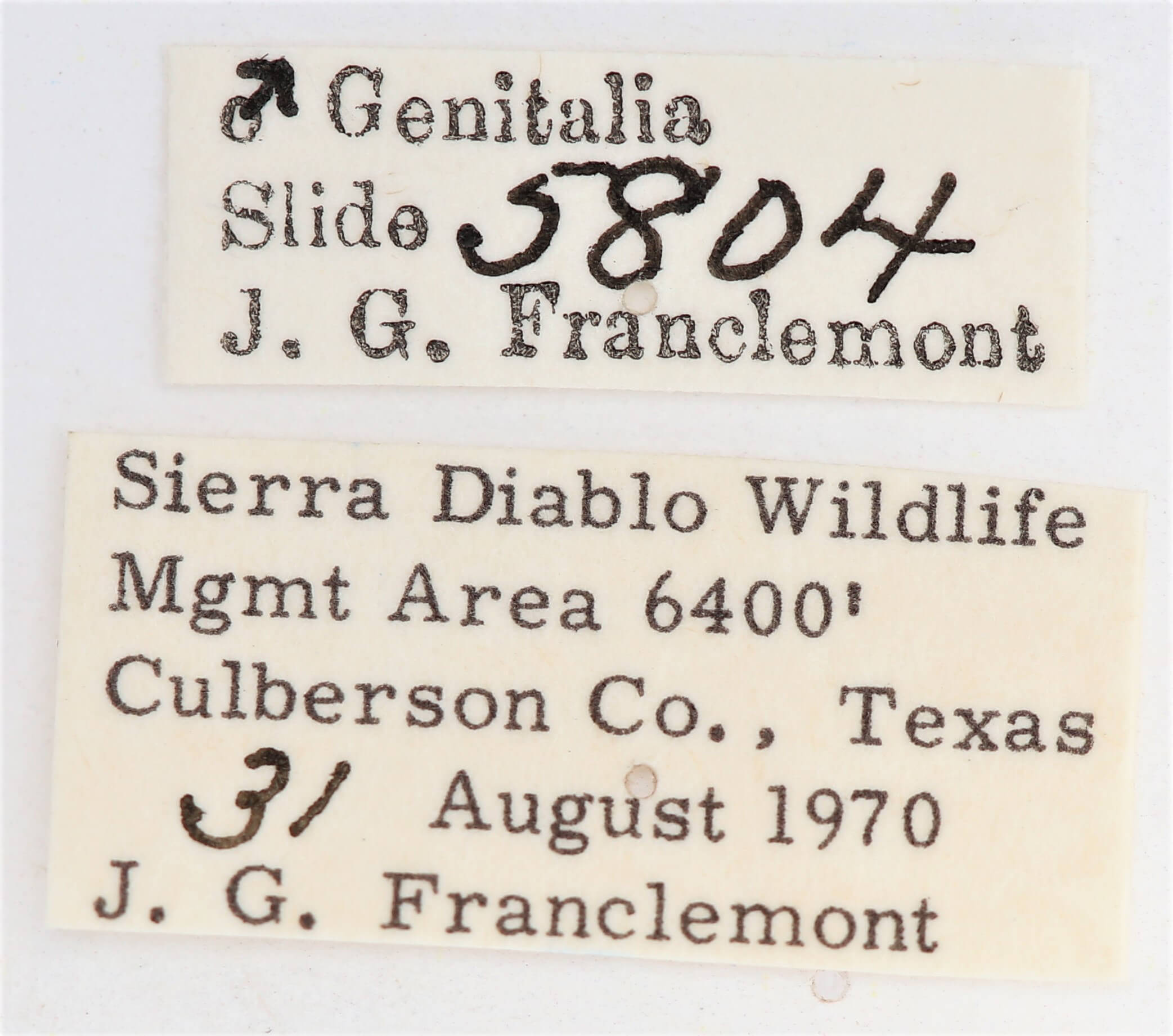 label view of adult Ianassa diablo