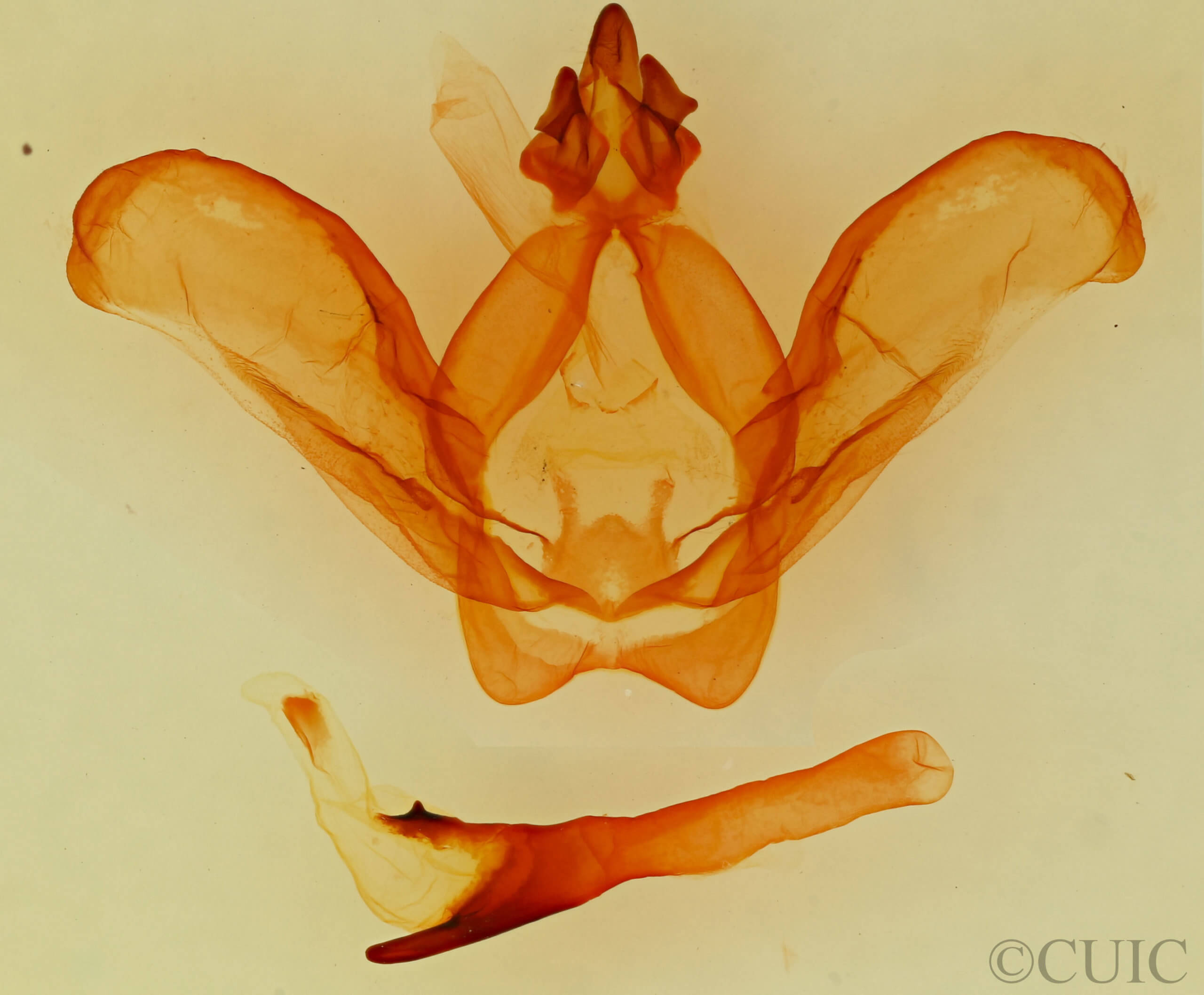 genitalia view of adult Ianassa diablo