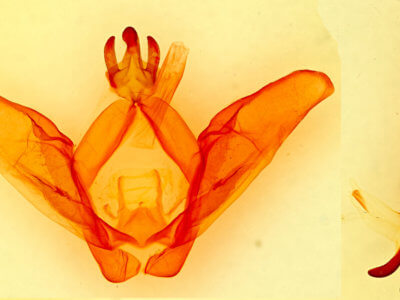 genitalia view of adult Ianassa lignicolor