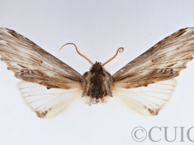 slide view of adult Ianassa lignicolor