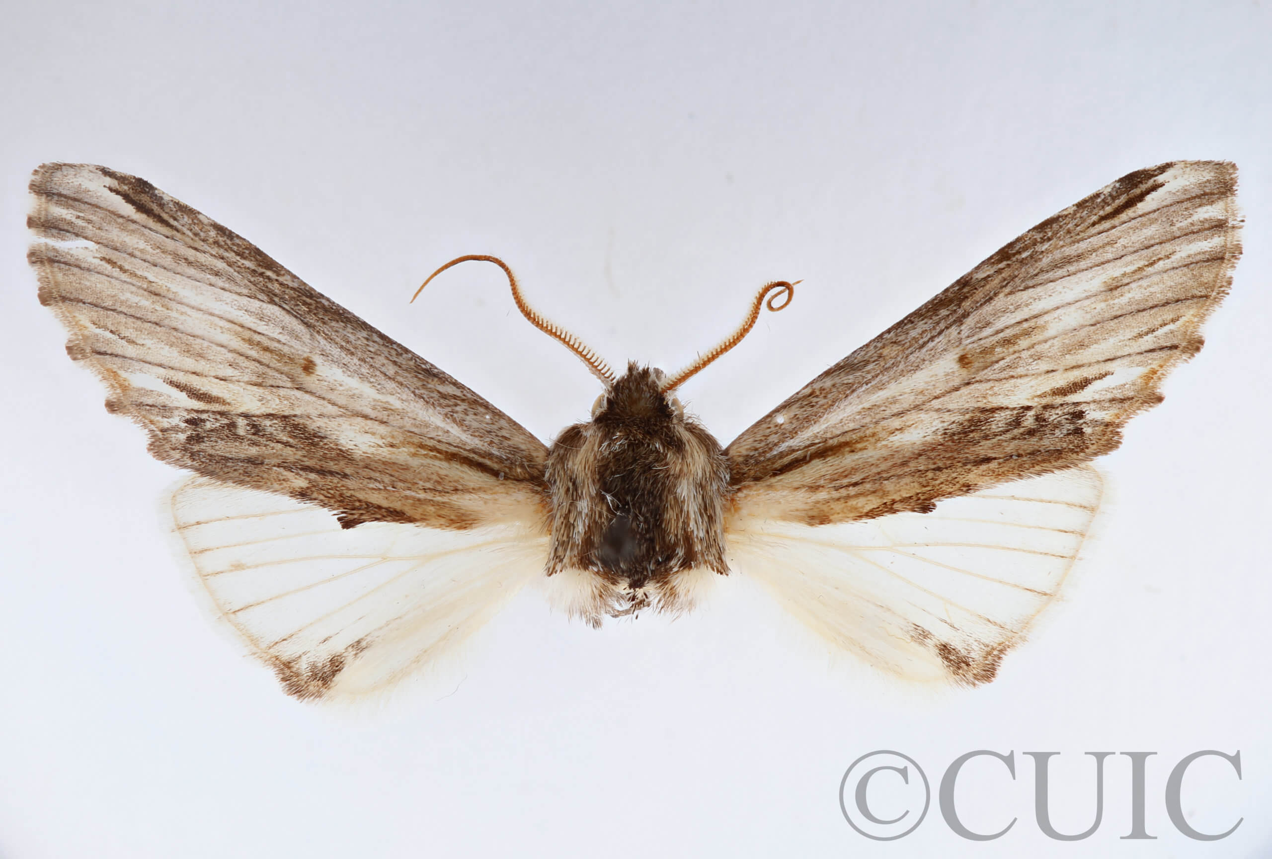 slide view of adult Ianassa lignicolor