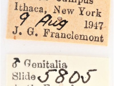 label view of adult Ianassa lignicolor