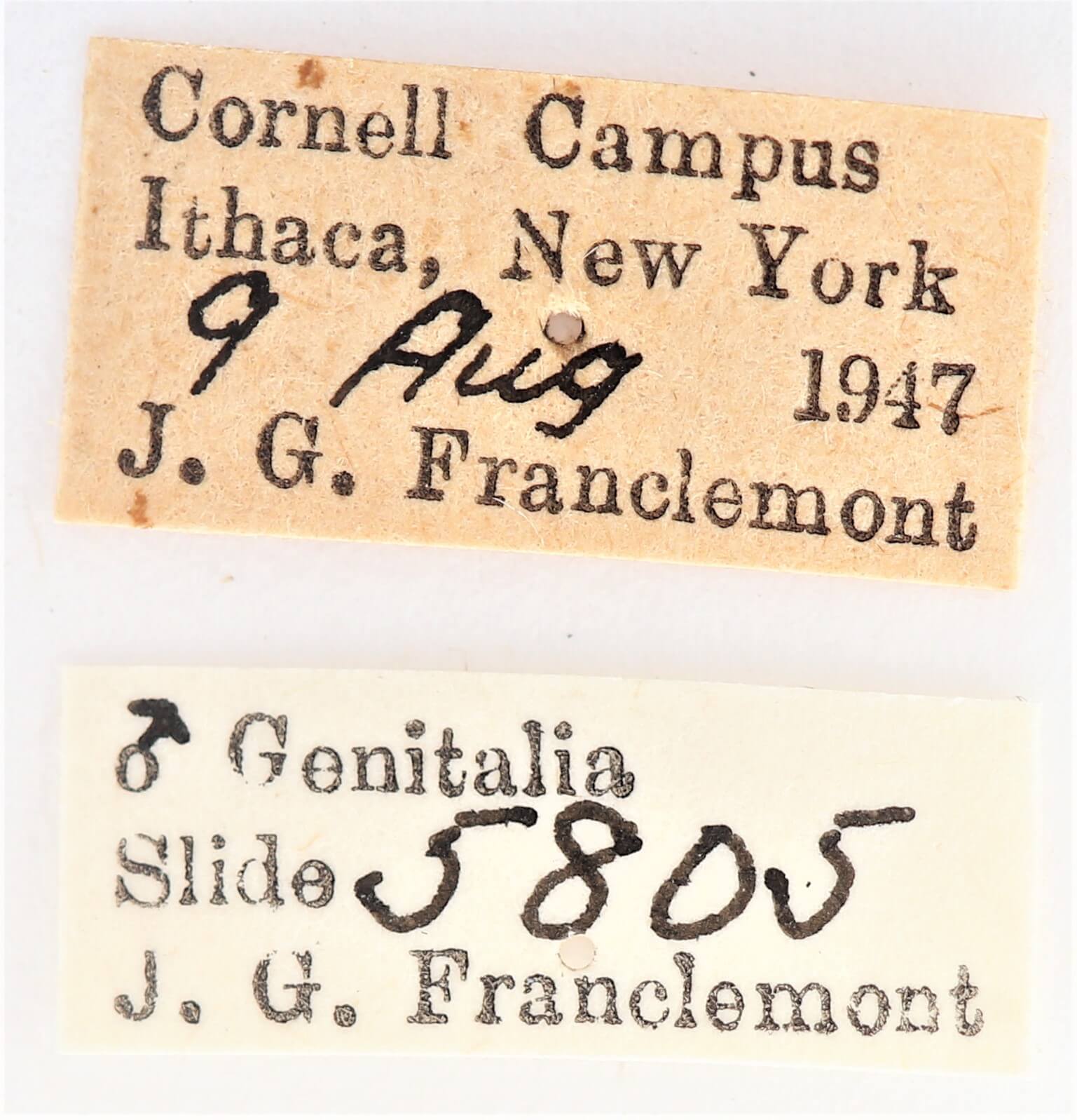 label view of adult Ianassa lignicolor