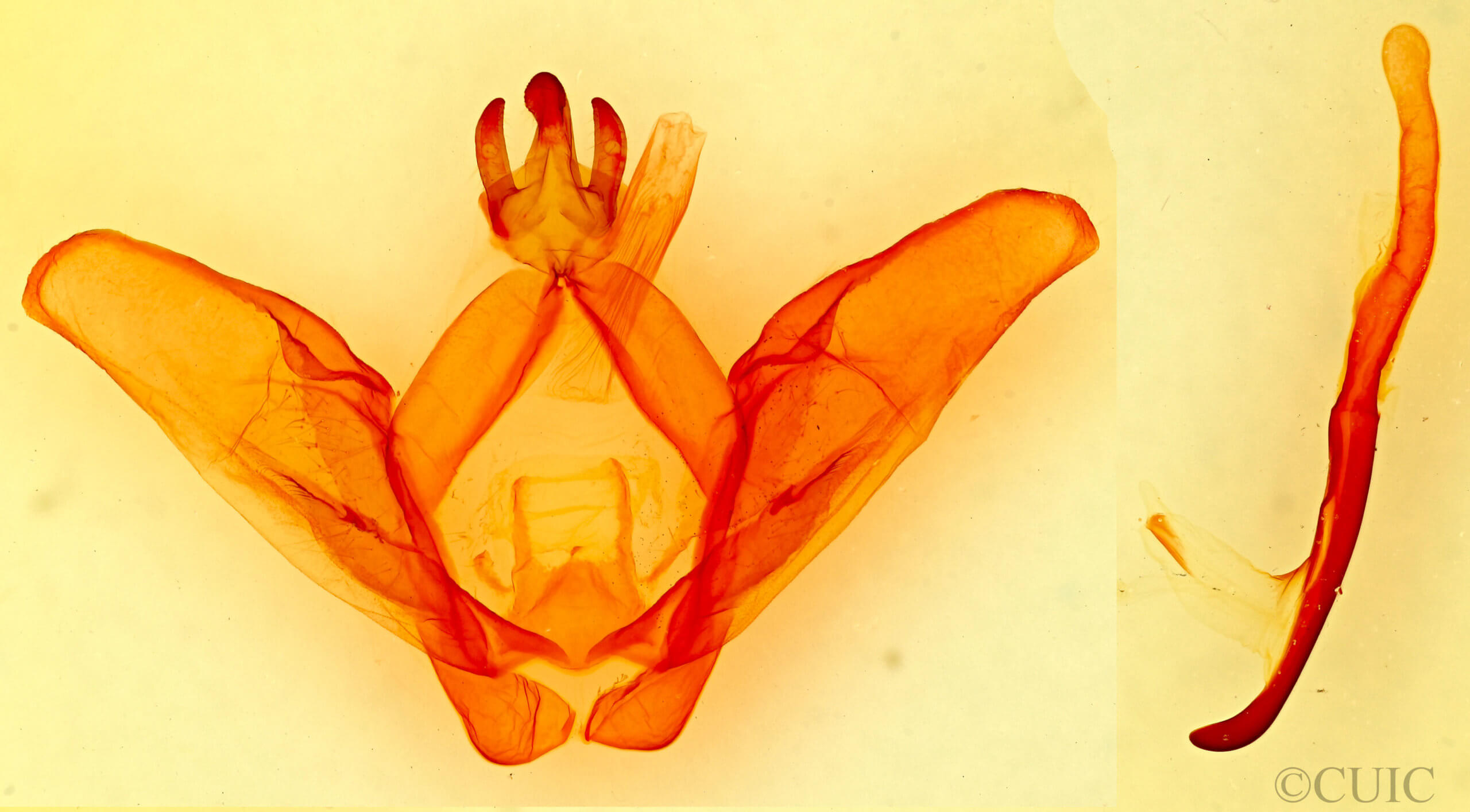 genitalia view of adult Ianassa lignicolor