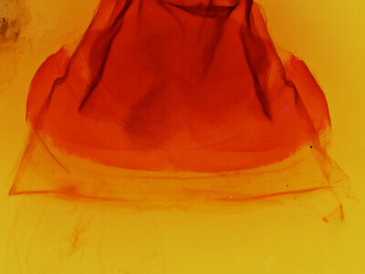 genitalia view of adult Ianassa lignicolor