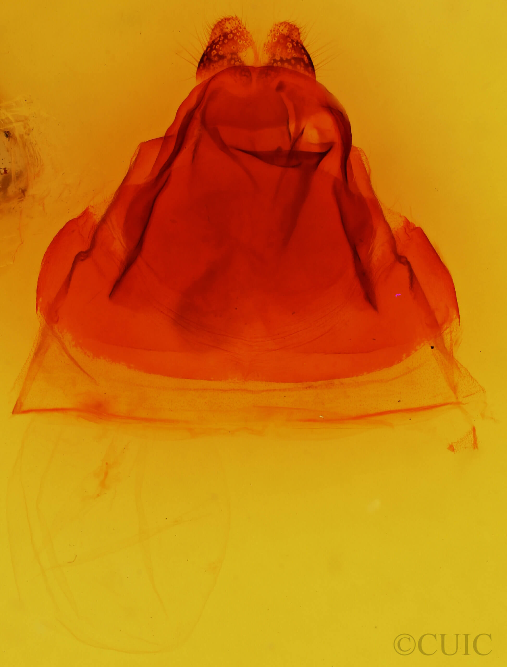 genitalia view of adult Ianassa lignicolor