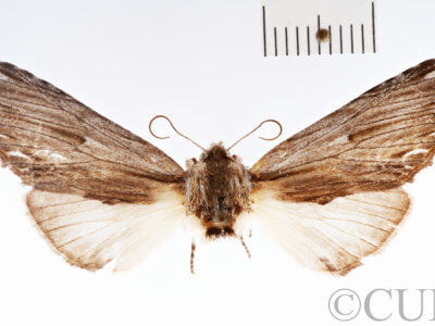 slide view of adult Ianassa lignicolor