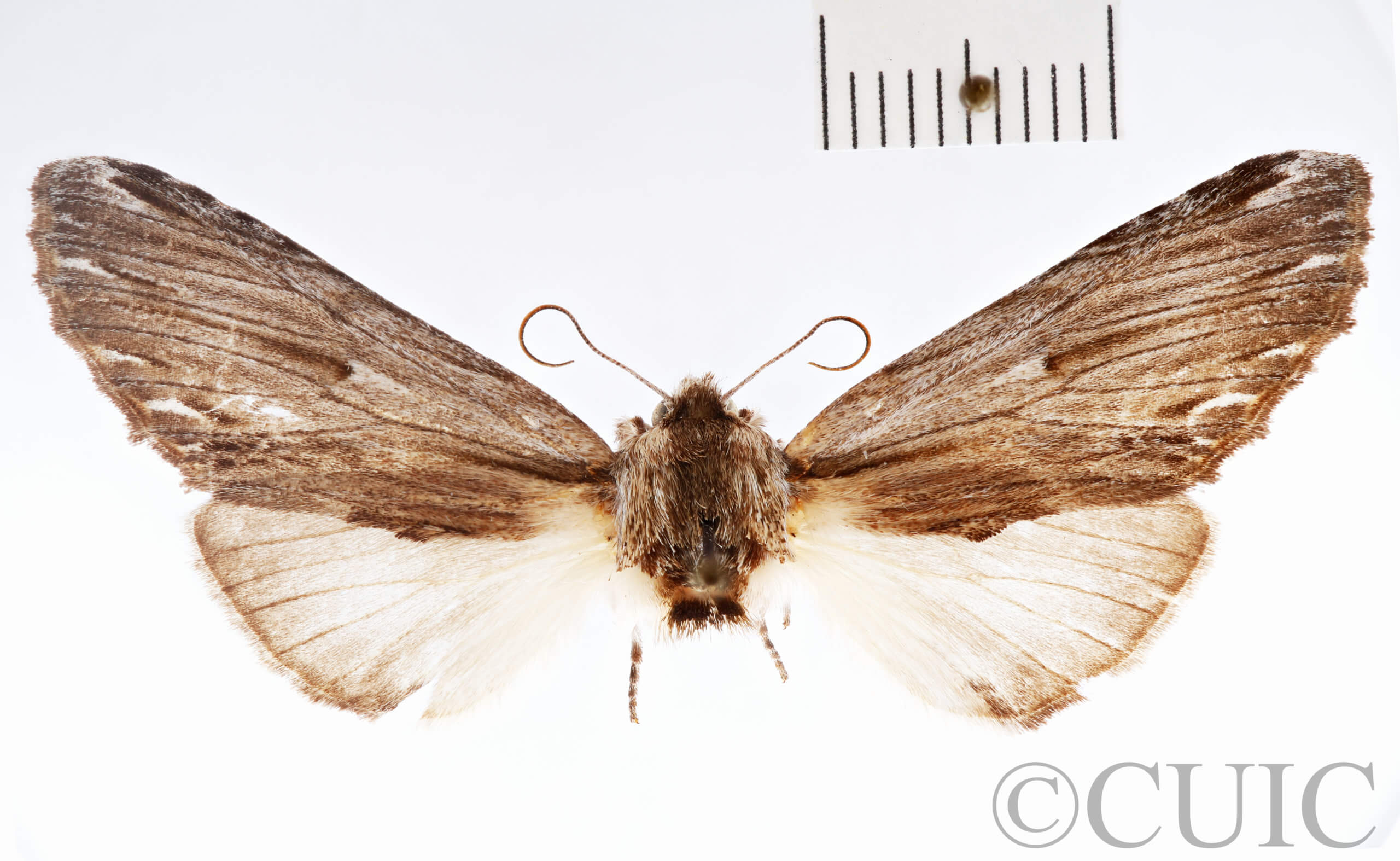 slide view of adult Ianassa lignicolor