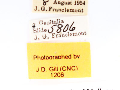 label view of adult Ianassa lignicolor