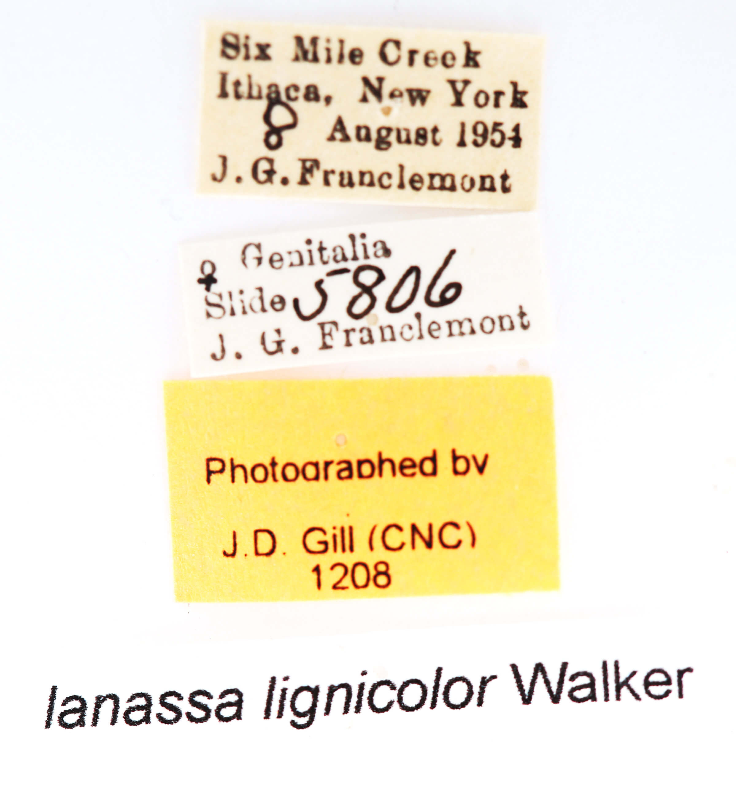 label view of adult Ianassa lignicolor