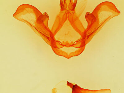 genitalia view of adult Carboniclava alpica