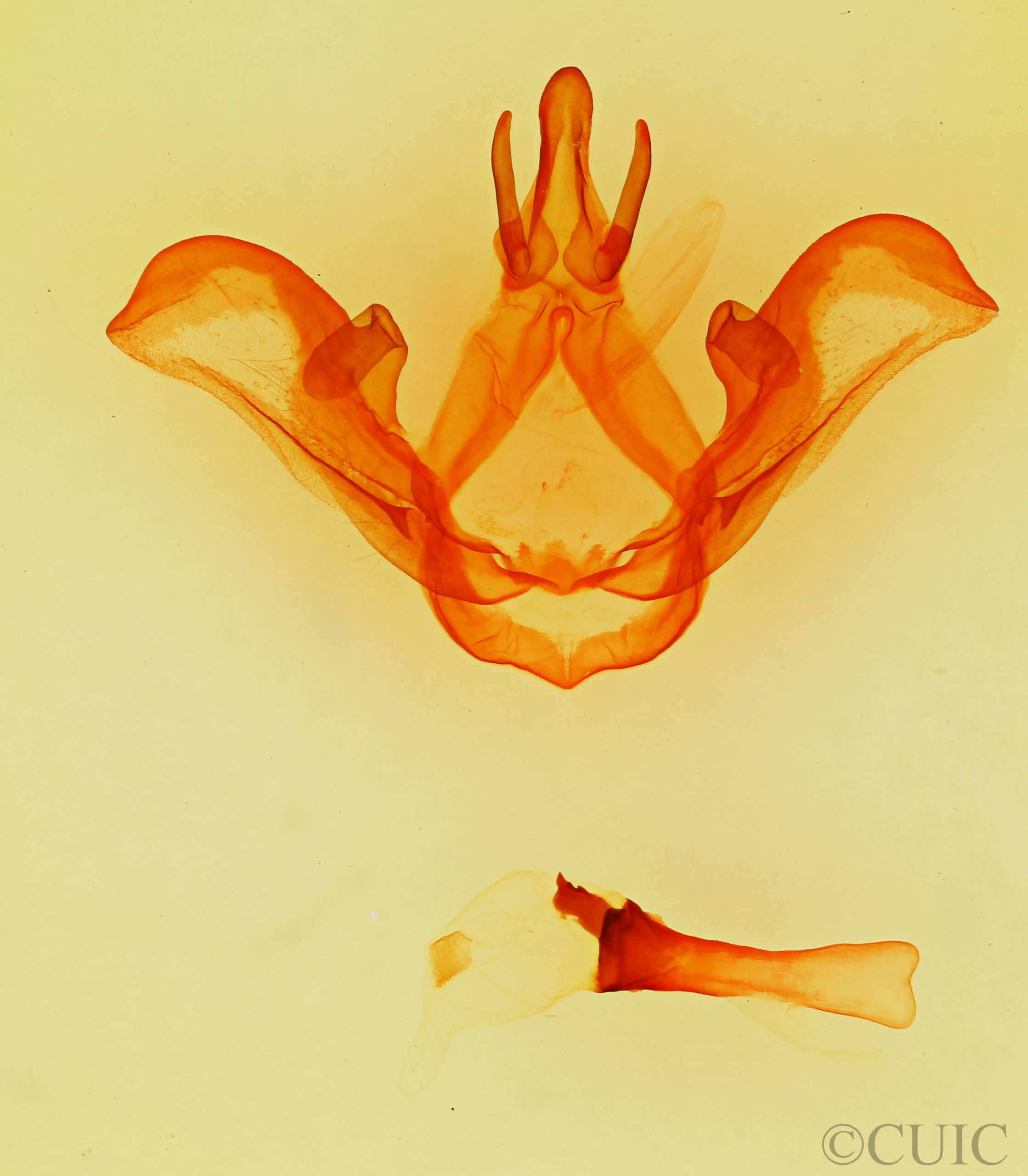 genitalia view of adult Carboniclava alpica