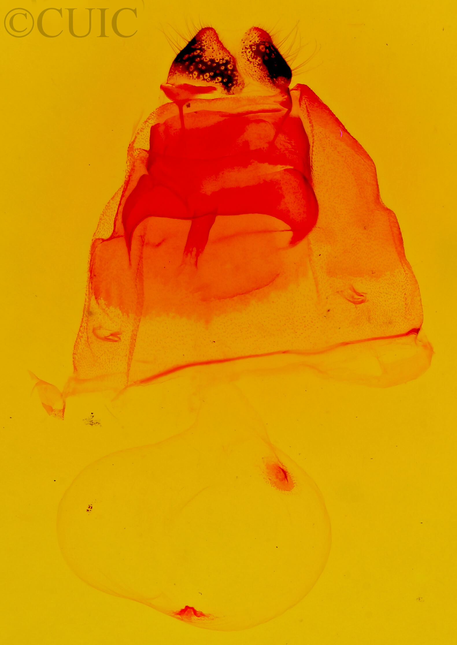 genitalia view of adult Coelodasys unicornis