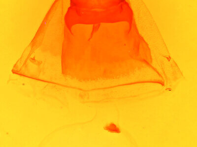 genitalia view of adult Coelodasys unicornis