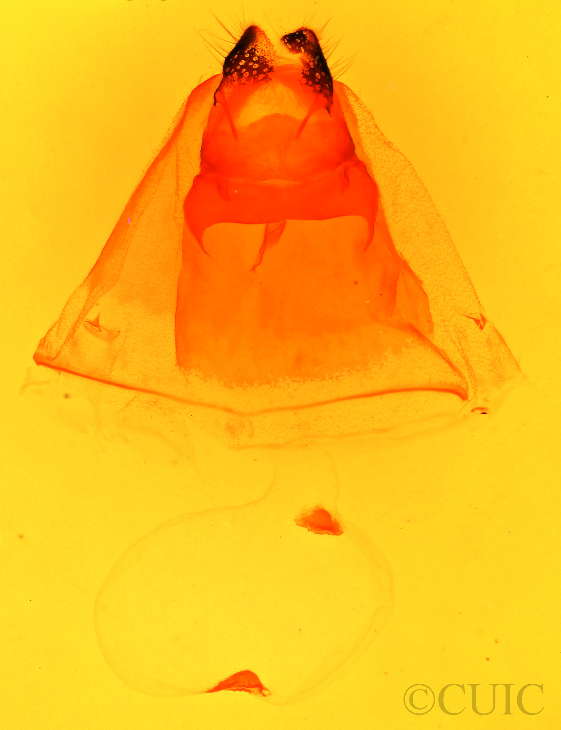 genitalia view of adult Coelodasys unicornis