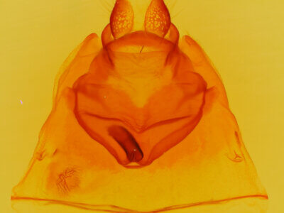 genitalia view of adult Oedemasia concinna