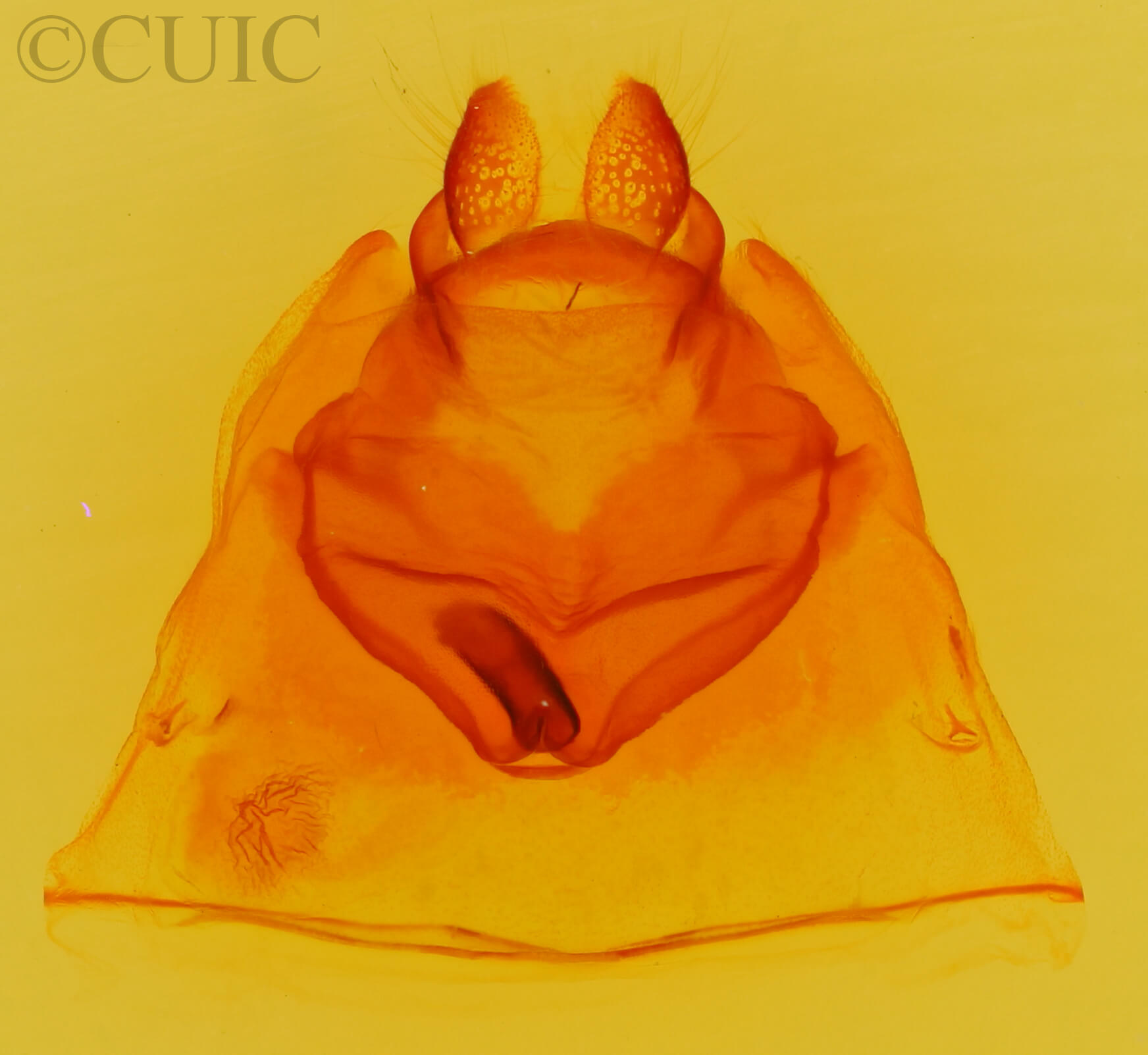 genitalia view of adult Oedemasia concinna