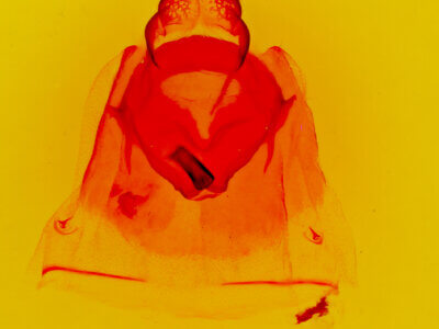 genitalia view of adult Oedemasia concinna