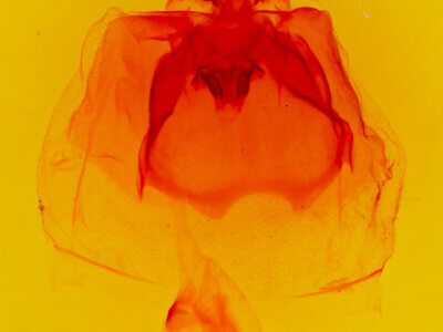 genitalia view of adult Schizura badia