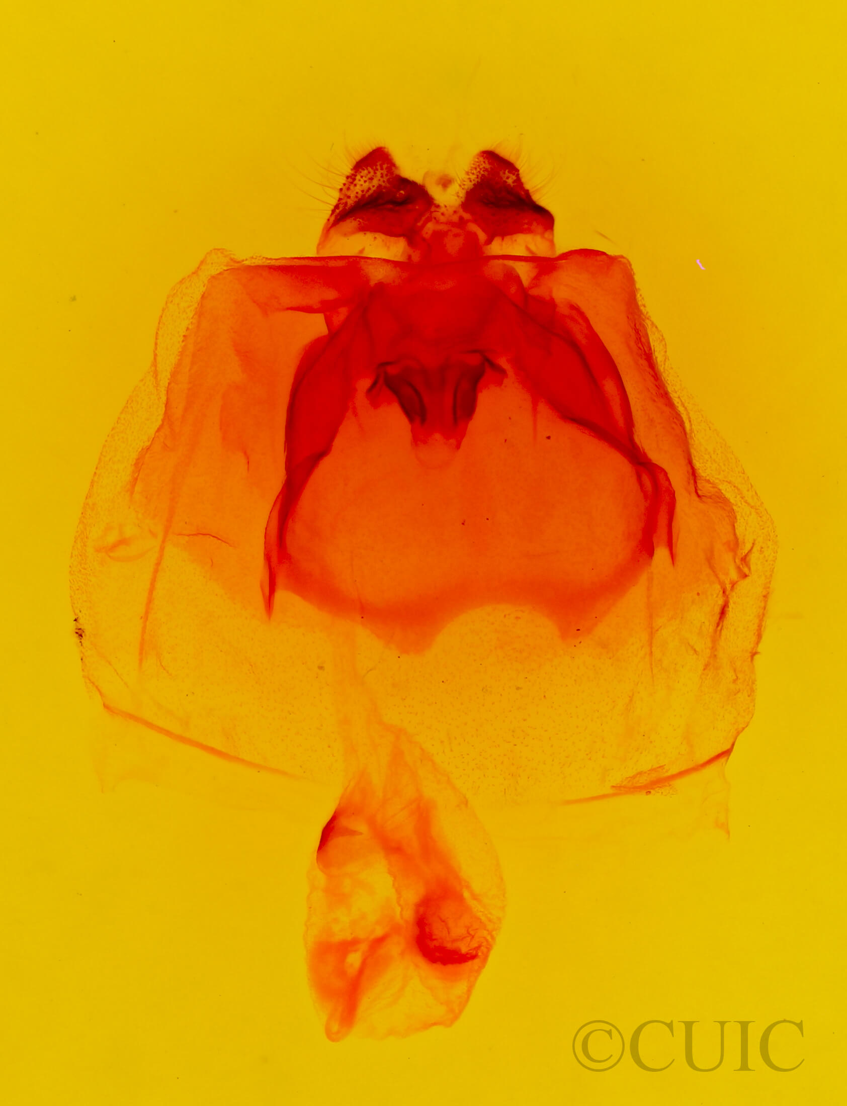 genitalia view of adult Schizura badia