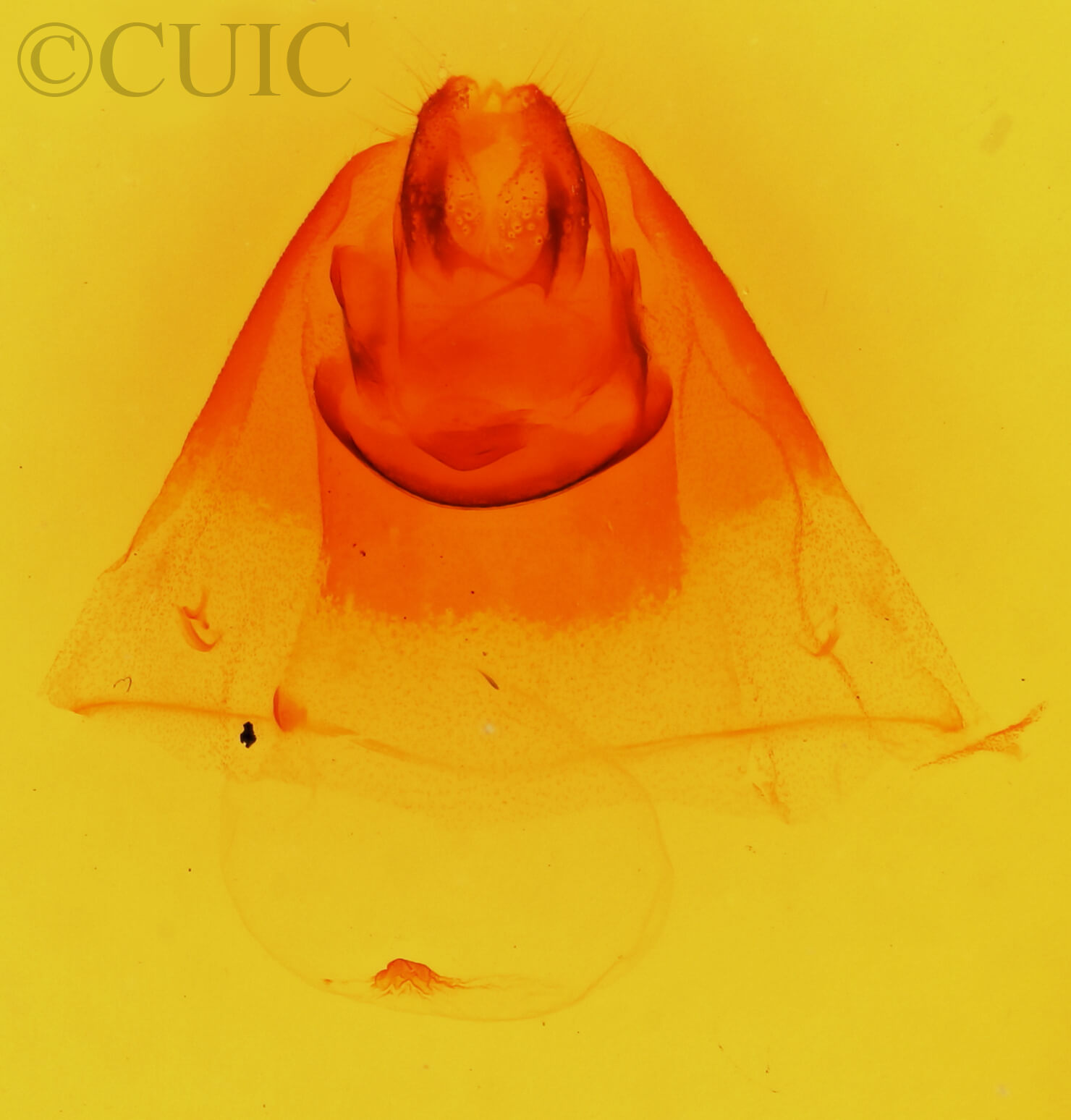genitalia view of adult Coelodasys apicalis