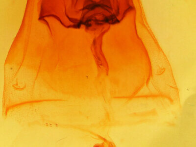 genitalia view of adult Schizura ipomaeae