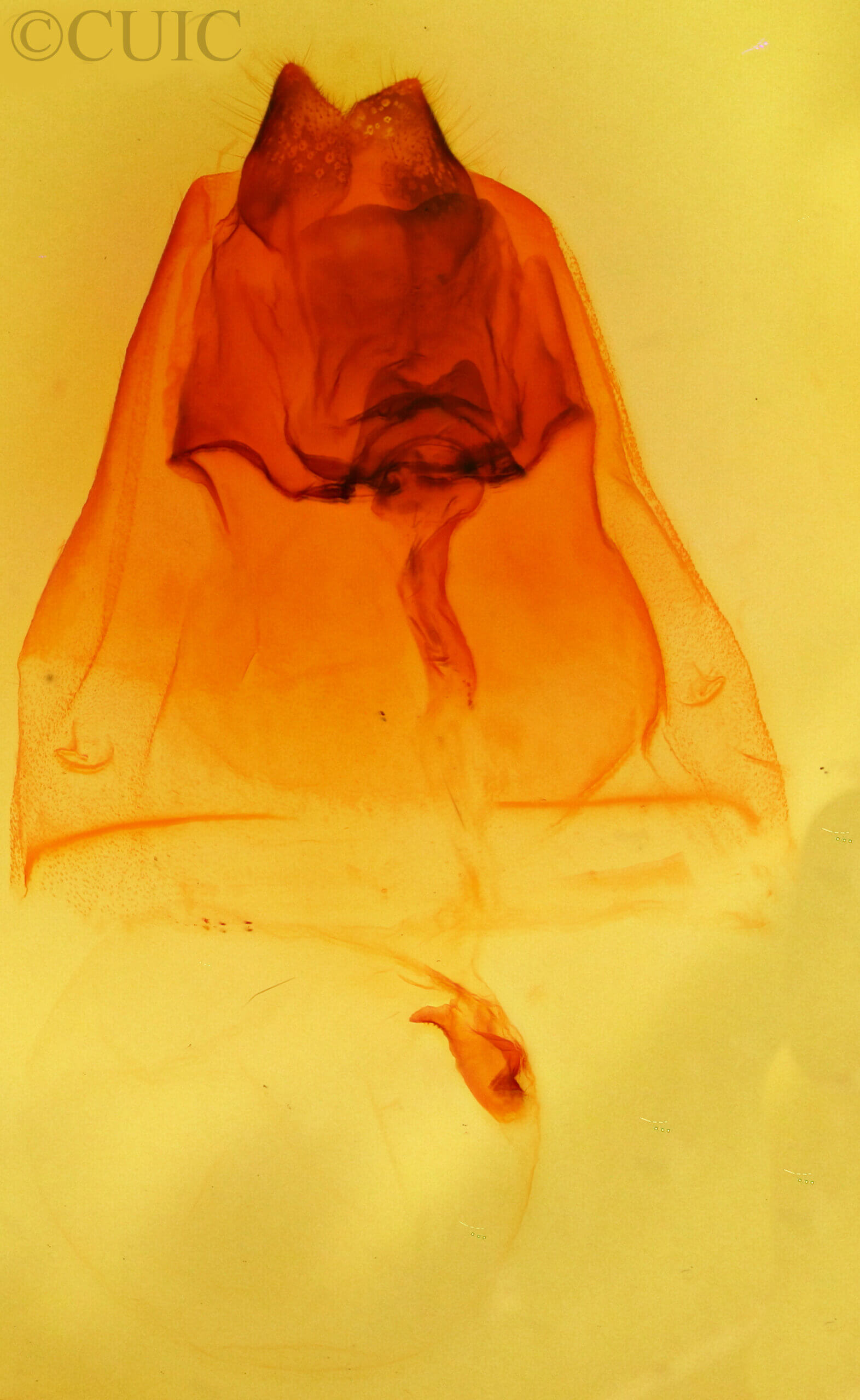 genitalia view of adult Schizura ipomaeae