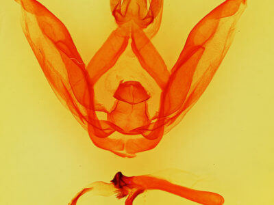 genitalia view of adult Schizura  biedermani