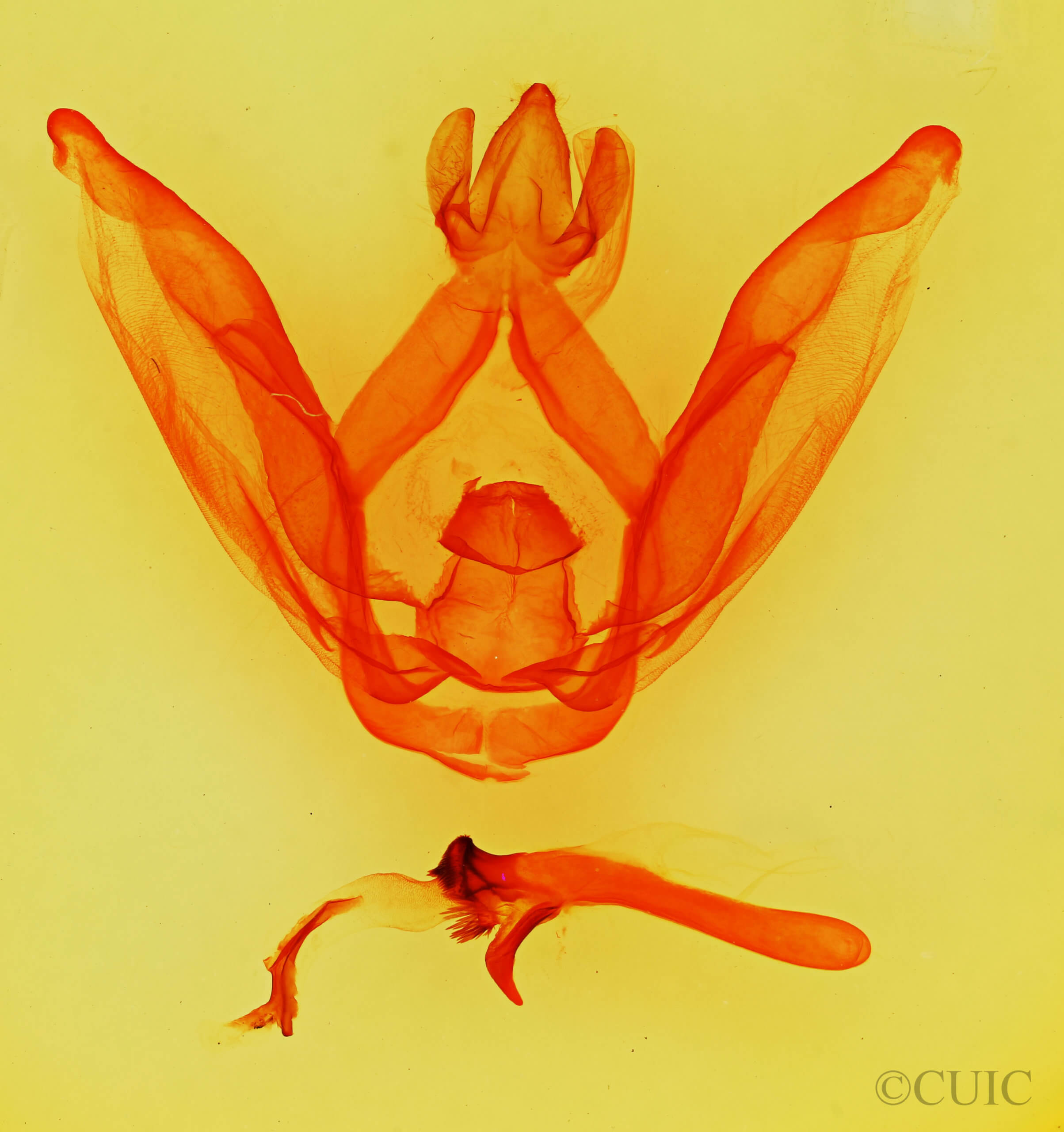 genitalia view of adult Schizura  biedermani