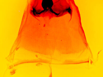 genitalia view of adult Schizura biedermani