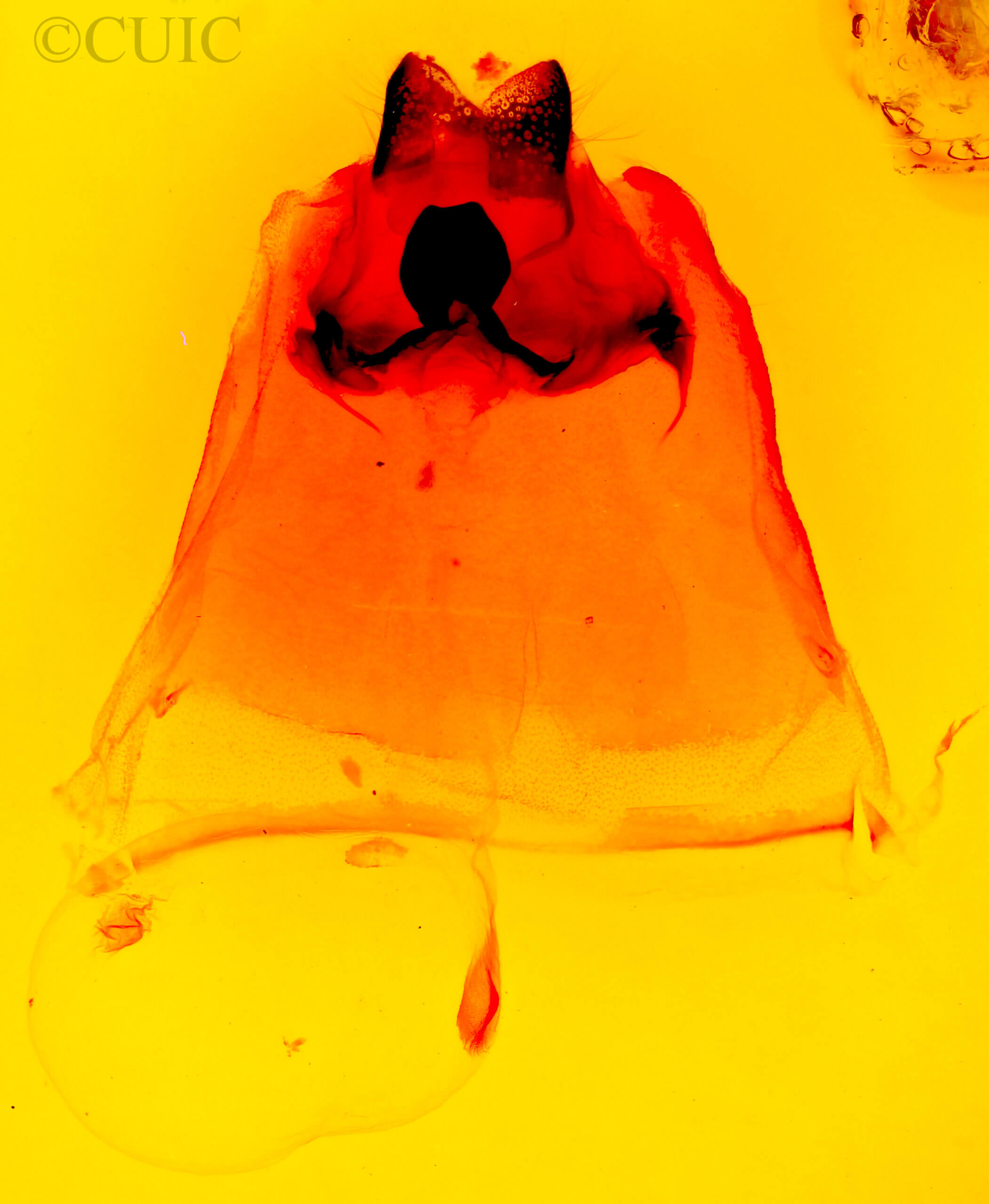 genitalia view of adult Schizura biedermani