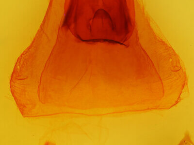 genitalia view of adult Oedemasia leptinoides