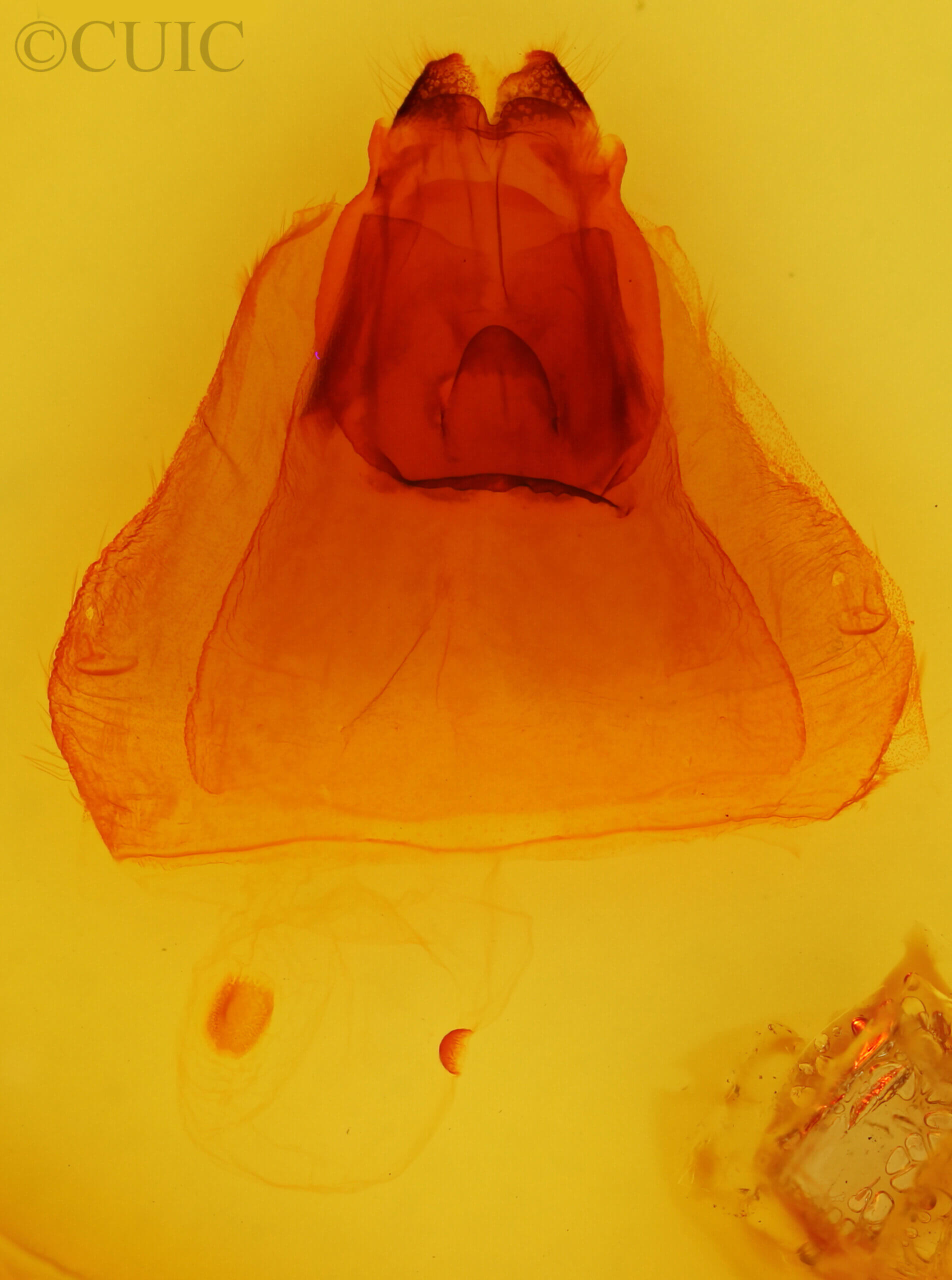 genitalia view of adult Oedemasia leptinoides