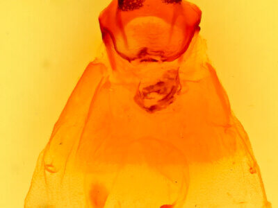 genitalia view of adult Oedemasia semirufescens 