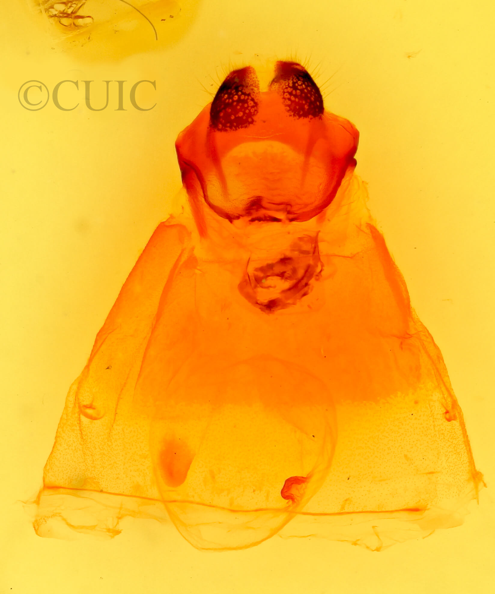 genitalia view of adult Oedemasia semirufescens 