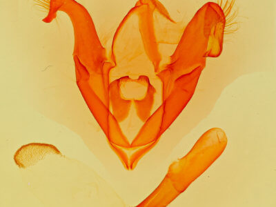 genitalia view of adult Elousa schausi
