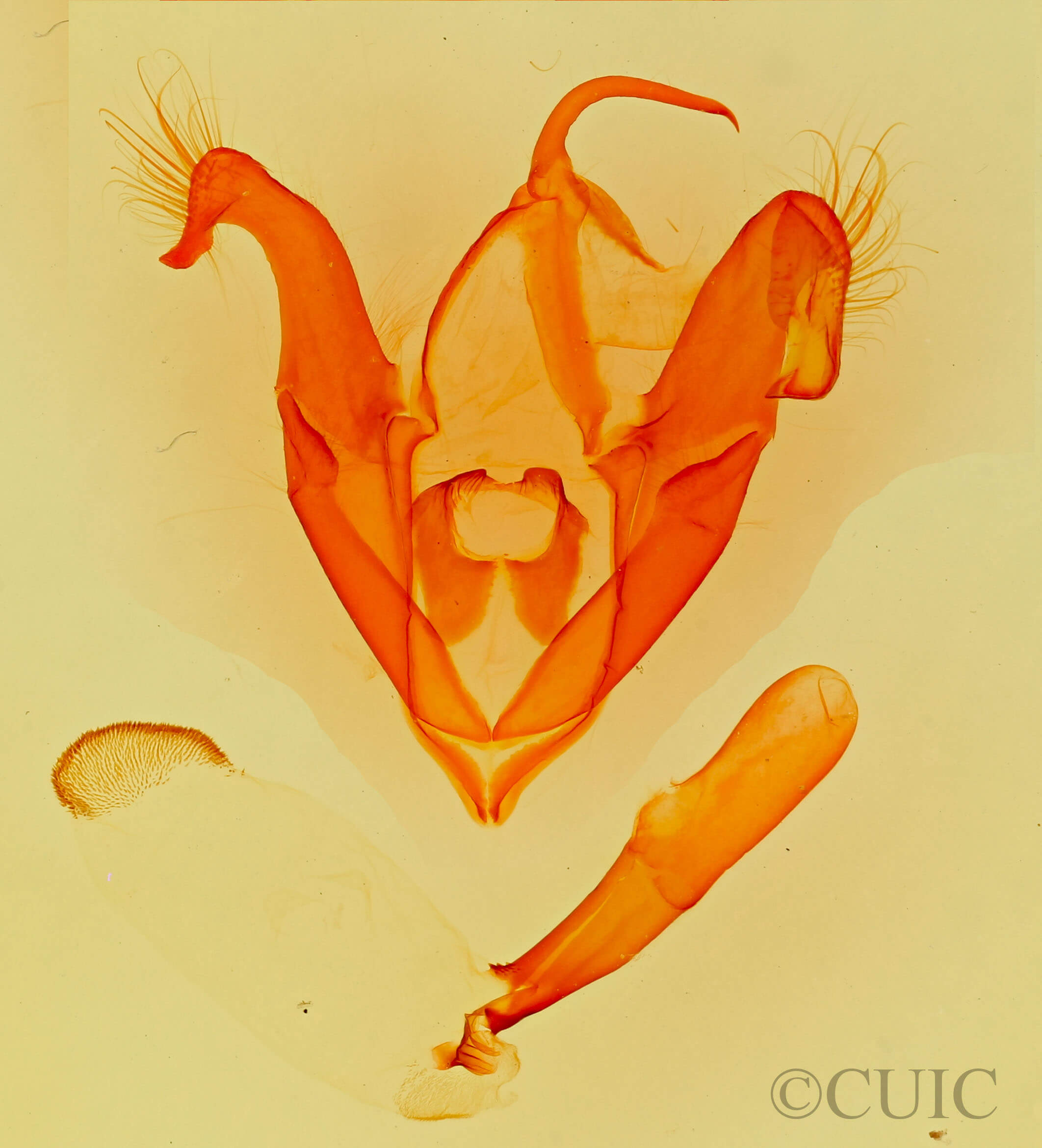 genitalia view of adult Elousa schausi