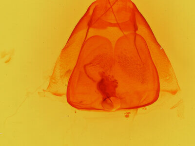 genitalia view of adult Elousa schausi