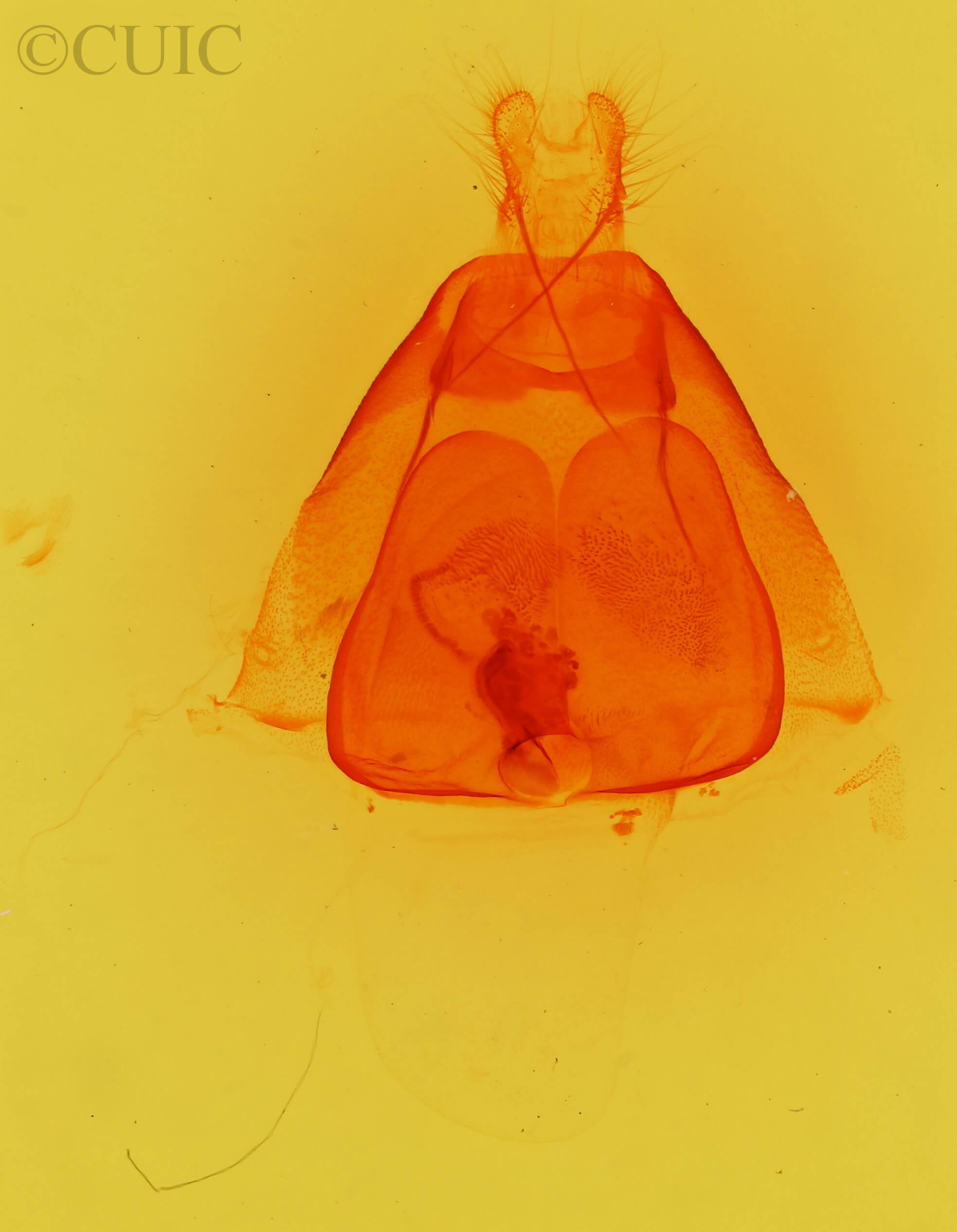 genitalia view of adult Elousa schausi