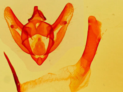 genitalia view of adult Phigalia strigataria